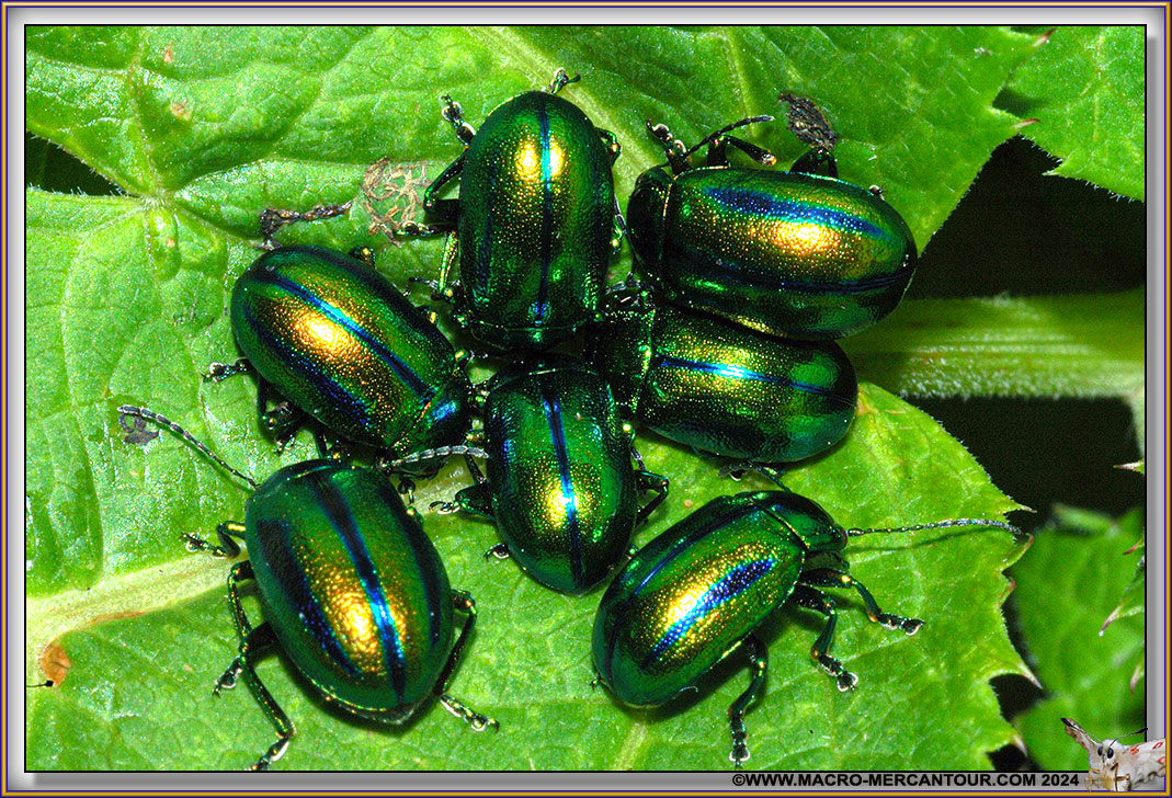 Chrysomelide